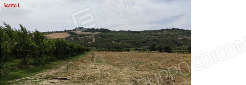 Terreno in c.da Marone, c.da Marone, snc a Tursi — asta giudiziaria — fotografia 11