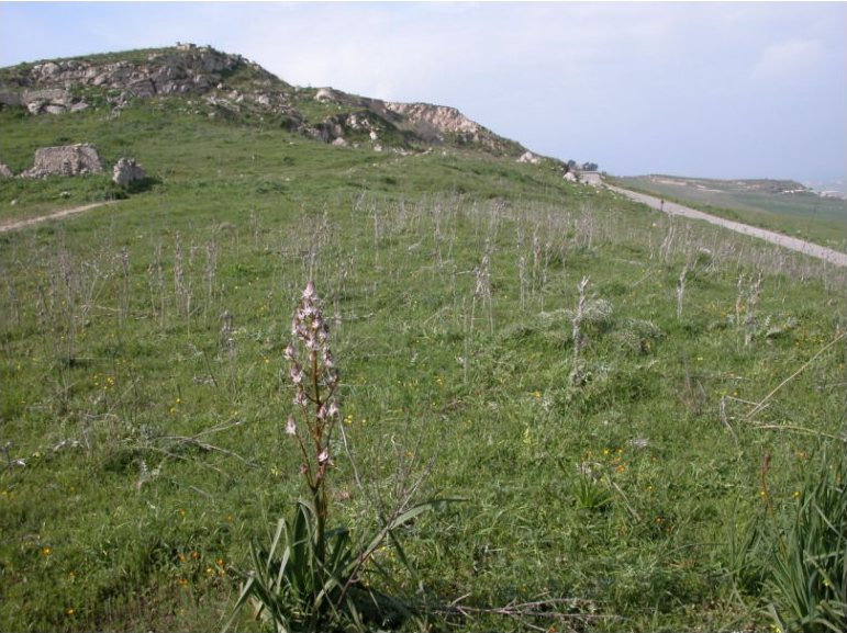 Terreno in C.da Calì a Licata — 7879 € — asta giudiziaria — fotografia 5