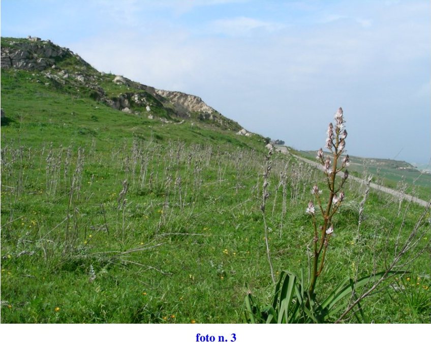 Terreno in C.da Calì a Licata — 7879 € — asta giudiziaria — fotografia 8