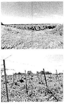 Terreno in Contrada Ramitelli SNC a Campomarino — asta giudiziaria — fotografia 3