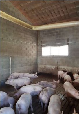 Fabbricato agricolo in via Valvasona… a San Giorgio della Richinvelda — asta giudiziaria — fotografia 3