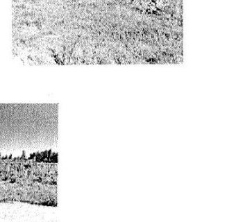 Terreno in Contrada Ramitelli SNC a Campomarino — asta giudiziaria — fotografia 5