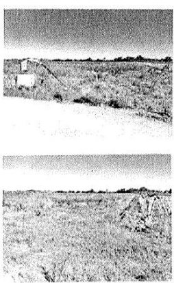 Terreno in Contrada Ramitelli SNC a Campomarino — asta giudiziaria — fotografia 6