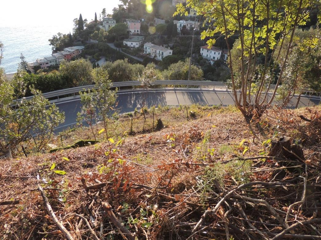 Terreno a Zoagli, Genova