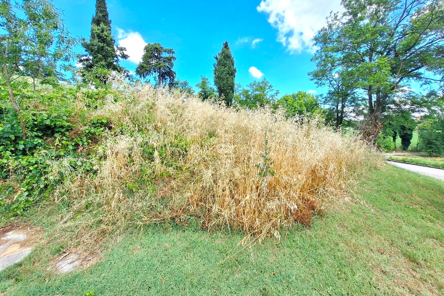 Terreno a Meldola, Forlì-Cesena