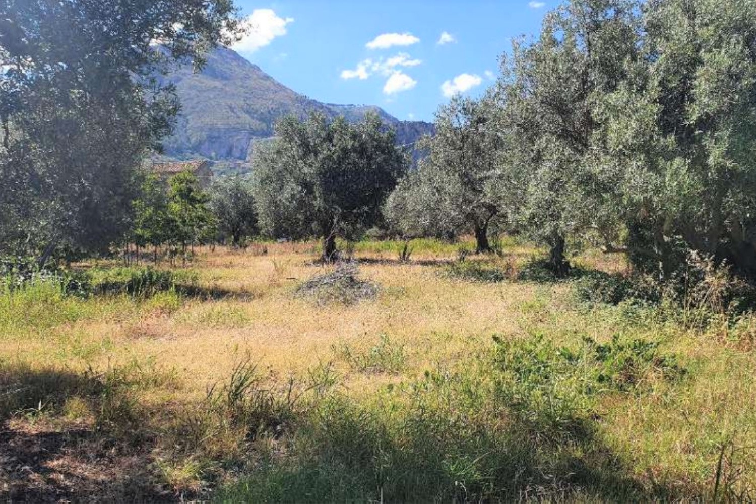 Terreno a Partinico, Palermo