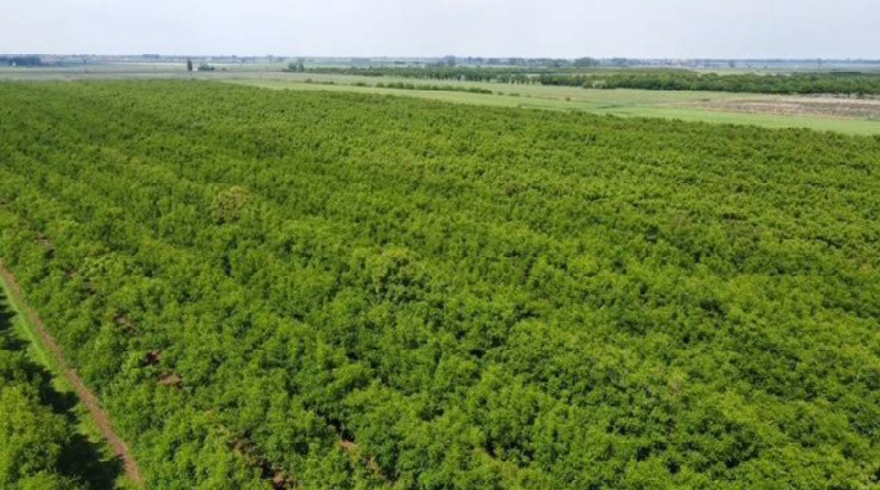 Terreno a Villadose, Rovigo