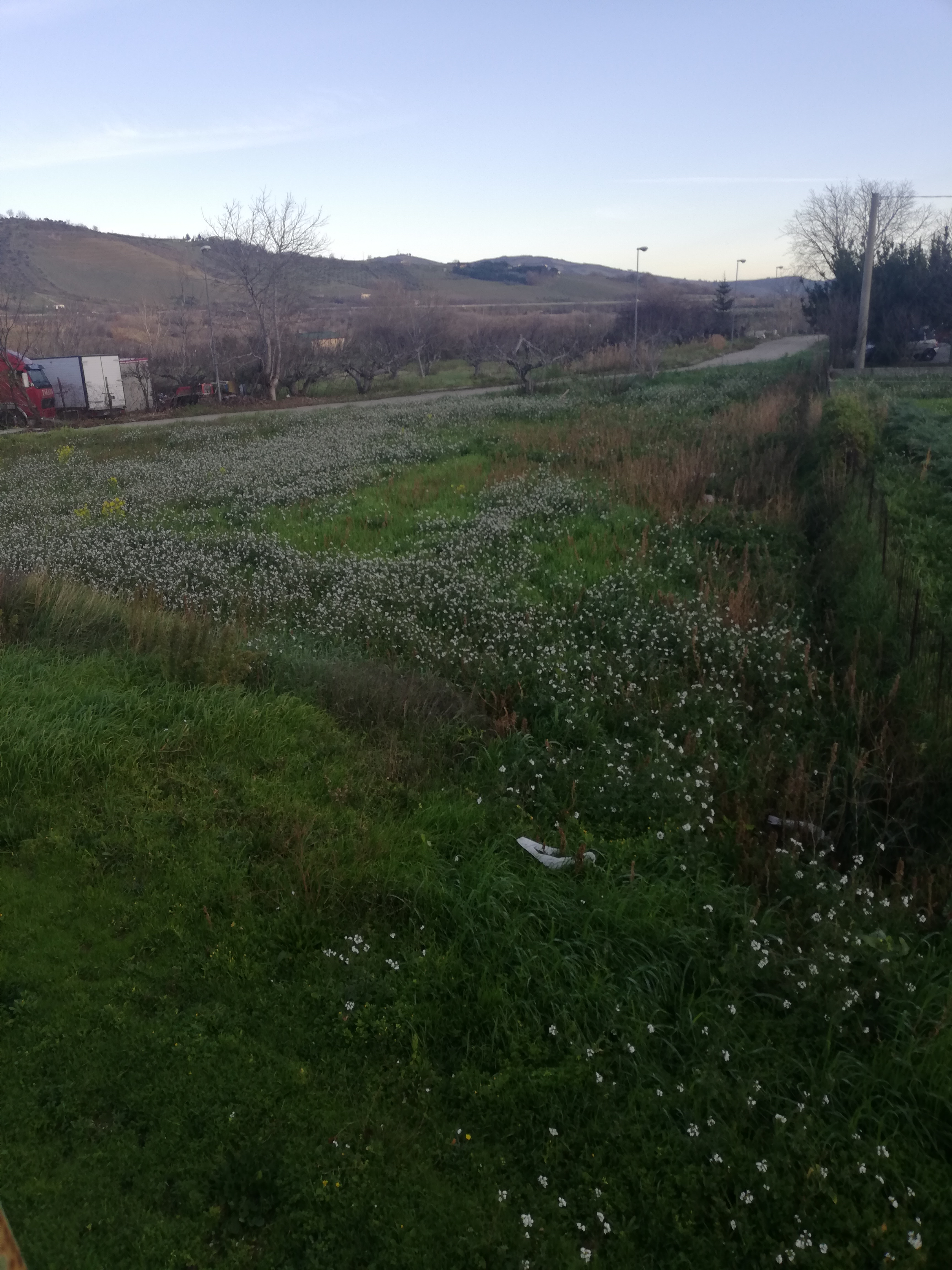 Terreno in Strada Provinciale per… a Tocco da Casauria — asta giudiziaria — fotografia 4