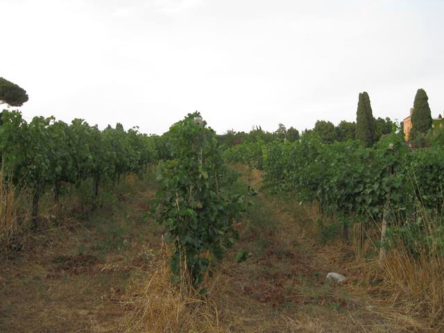 Terreno in Via Anagnina, 20/22 a Grottaferrata — 551.250 € — asta giudiziaria — fotografia 6