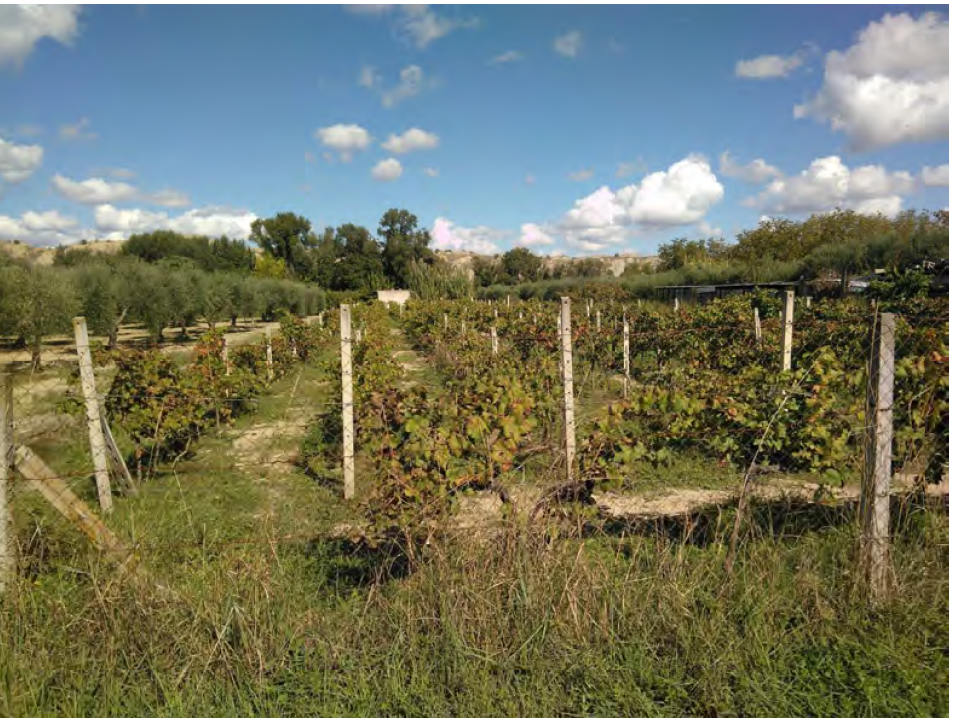 Terreno a Sant'Arcangelo (Potenza) — 5119 € — asta giudiziaria — fotografia 2