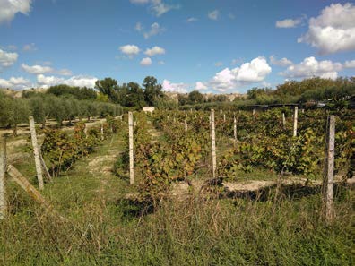 Terreno a Sant'Arcangelo (Potenza) — 5119 € — asta giudiziaria — fotografia 3