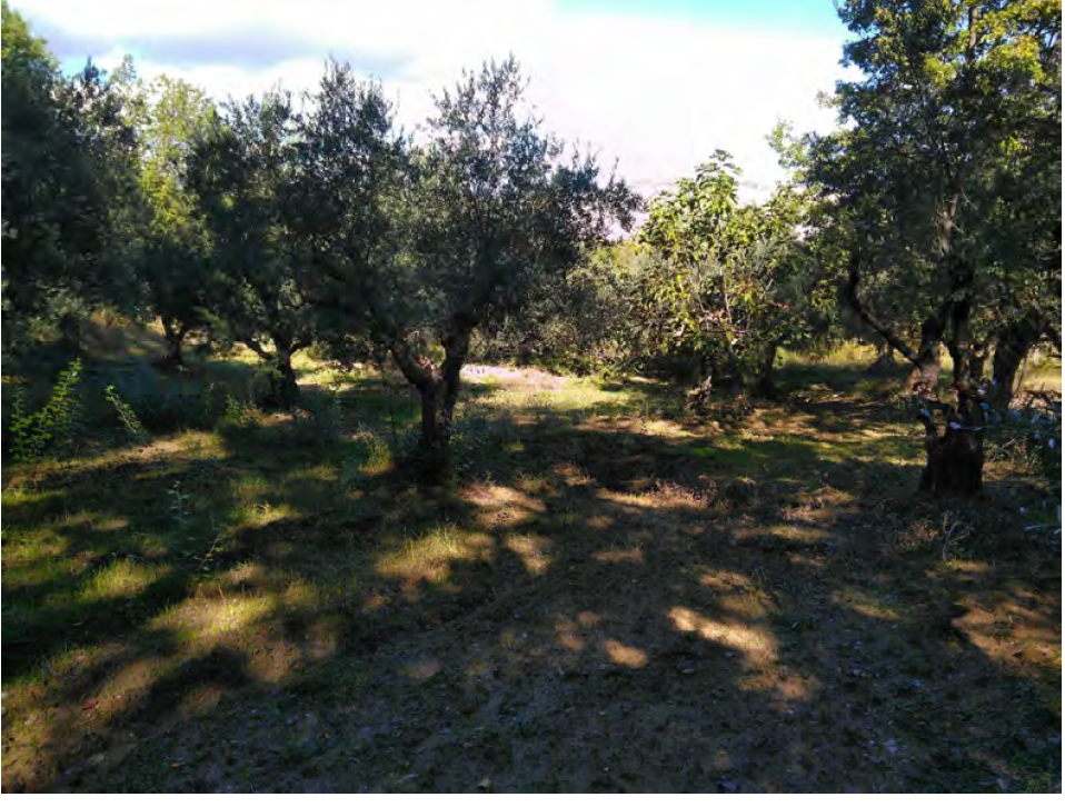 Terreno a Sant'Arcangelo (Potenza) — 11.717 € — asta giudiziaria — fotografia 2