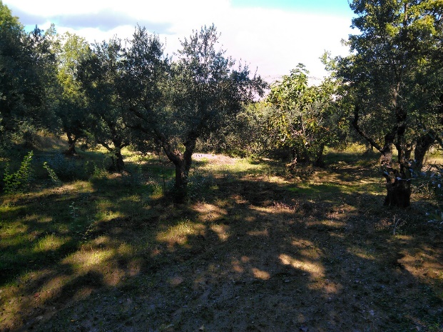 Terreno a Sant'Arcangelo (Potenza) — 11.717 € — asta giudiziaria — fotografia 4