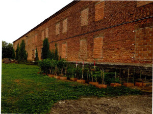 Magazzino o deposito in Via Xxviii -28- Aprile, snc a Vescovana — asta giudiziaria — fotografia 5