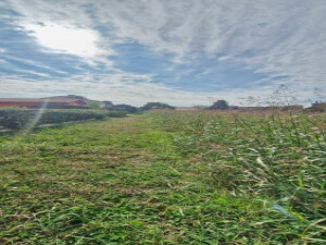 Terreno in Frazione Ramodipalo a Lendinara — asta giudiziaria — fotografia 3