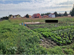 Terreno in Frazione Ramodipalo a Lendinara — asta giudiziaria — fotografia 5
