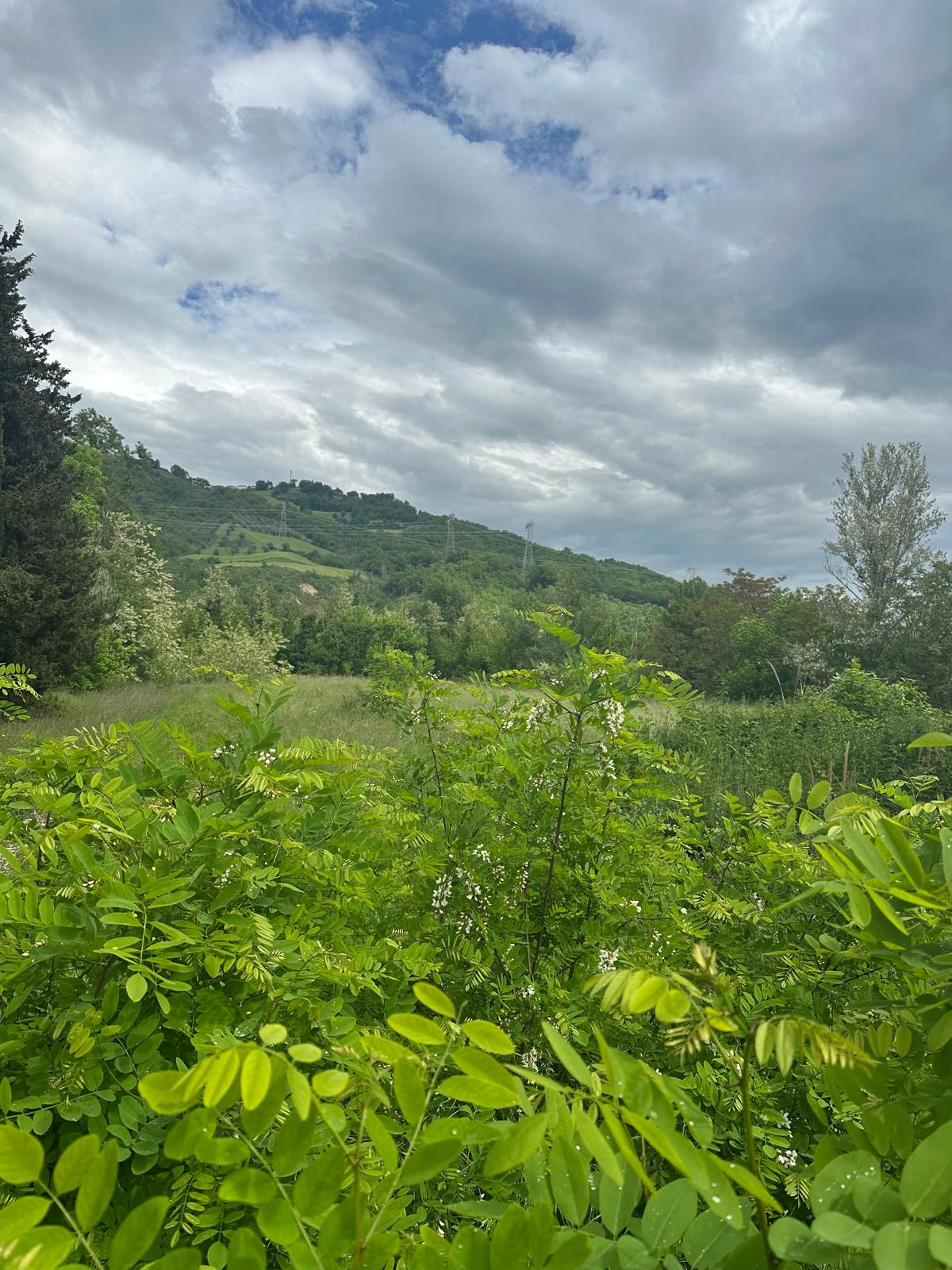 Terreno in Contrada Trinità a Montorio al Vomano — asta giudiziaria — fotografia 3